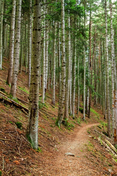 Floresta firme — Fotografia de Stock