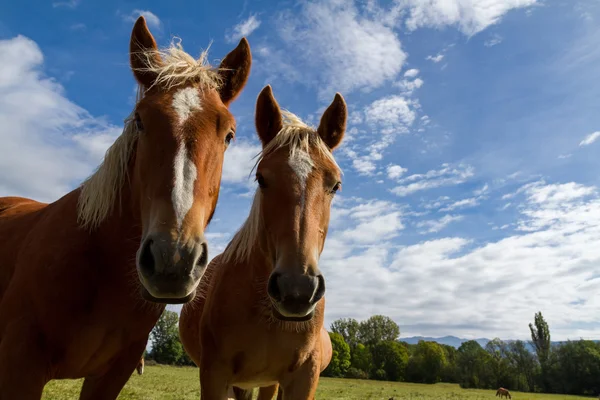 Pferde — Stockfoto