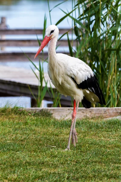 Vit stork — Stockfoto