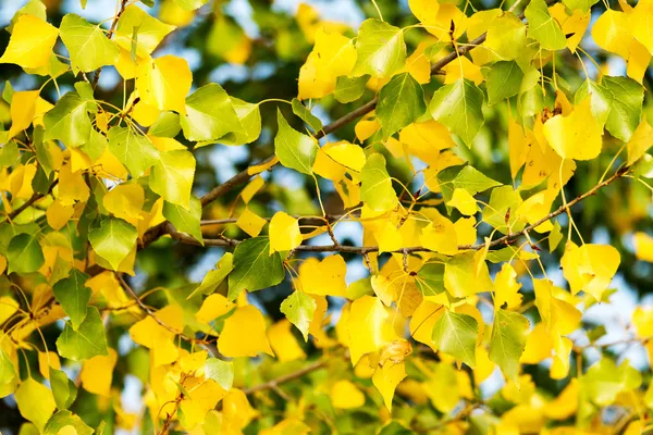 Bladeren — Stockfoto