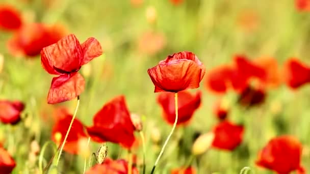 Poppy bloemen — Stockvideo