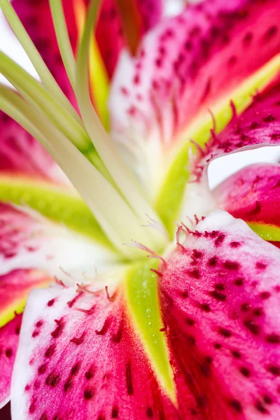 Lilienblüte — Stockfoto