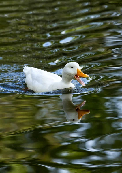 Weiße Ente — Stockfoto