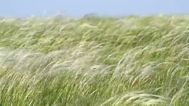 Champ Stipa 