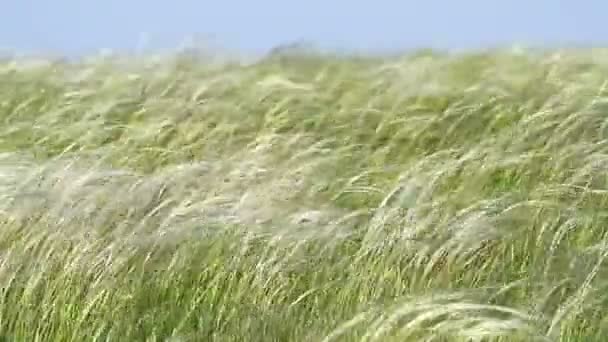 Stipa-Feld — Stockvideo