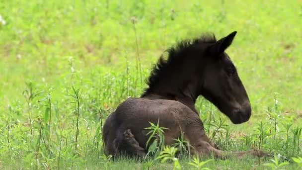 Paard veulen — Stockvideo