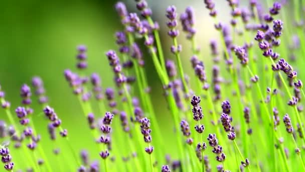 Lavender flowers — Stock Video