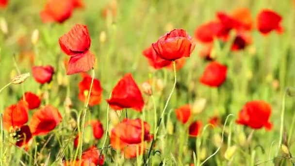 Poppy bloemen — Stockvideo