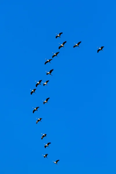 Common Crane — Stock Photo, Image