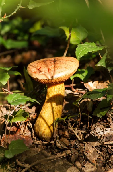 Mushroom — Stock Photo, Image