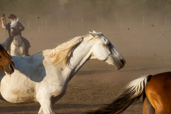 Herd — Stock Photo, Image