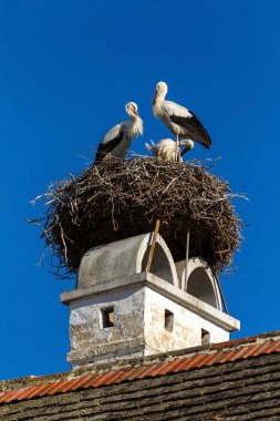Storks clipart