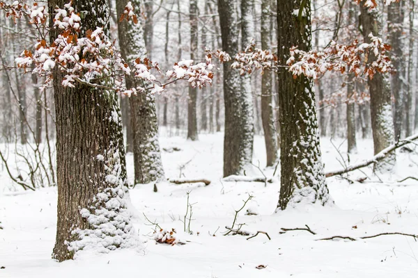 Foresta invernale — Foto Stock