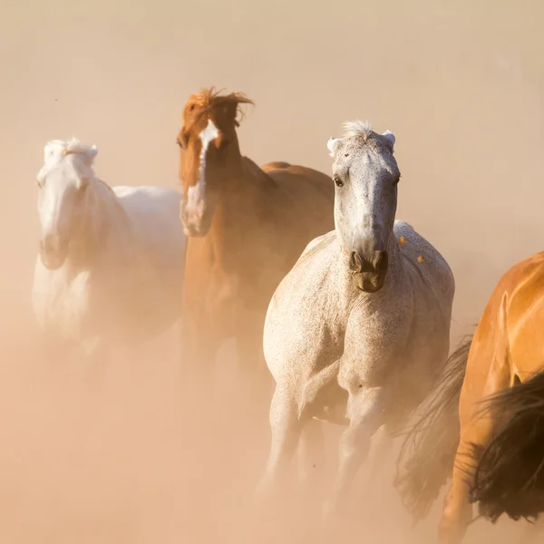 Beslag — Stockfoto