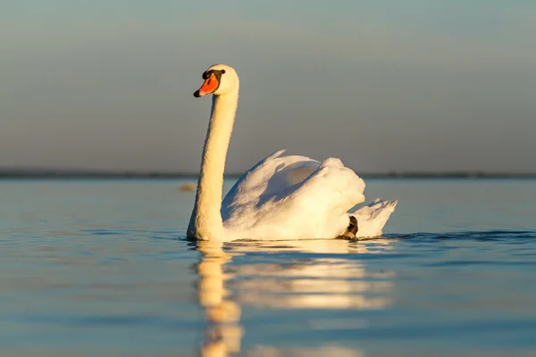 Kuğu. — Stok fotoğraf