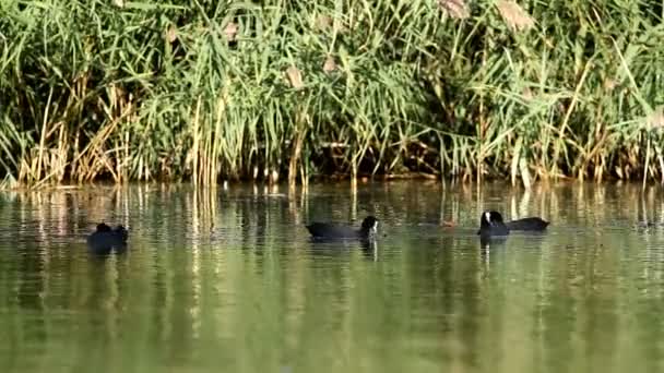 Coots in the lake — Stock Video