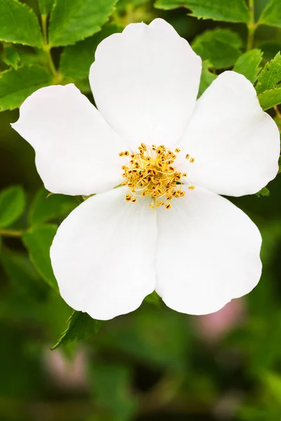 Dog rose — Stock Photo, Image