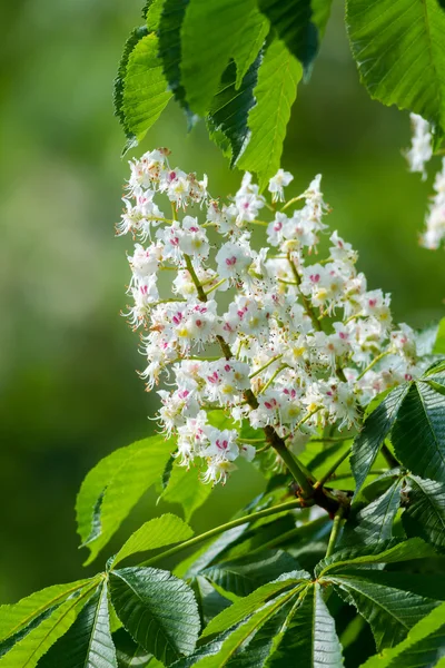 Horse chestnut flower — Stock Photo, Image