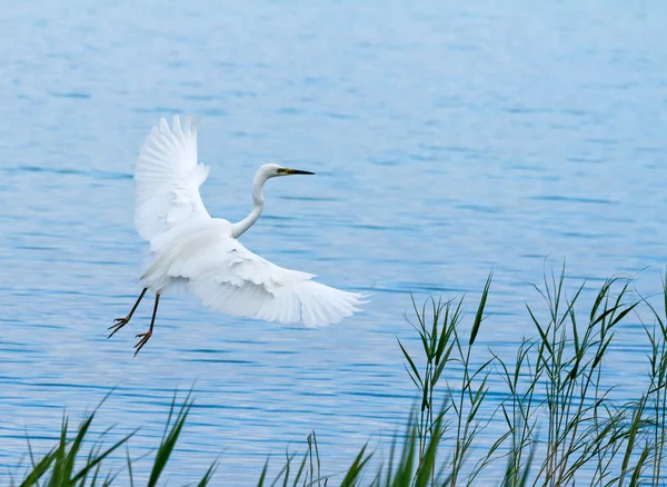 Gran garza blanca —  Fotos de Stock