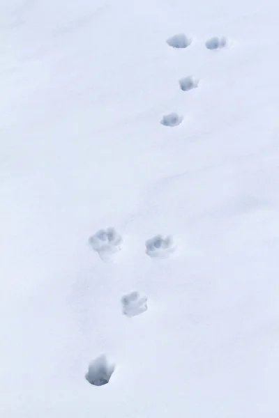 Hare clues — Stock Image Hare clues Stock Picture