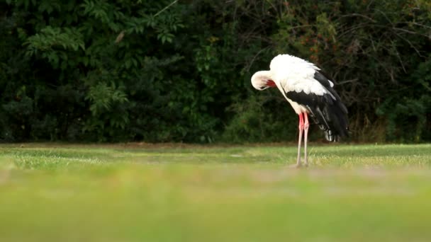 White stork — Stock Video