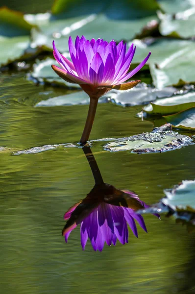 Lirio de agua —  Fotos de Stock