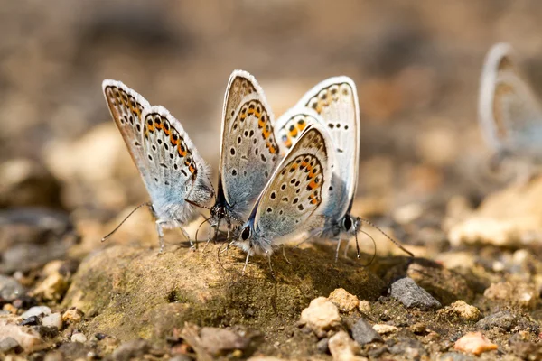 Schmetterlinge — Stockfoto