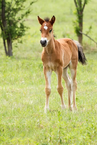 若い子馬 — ストック写真