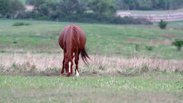 Young horses — Stockvideo