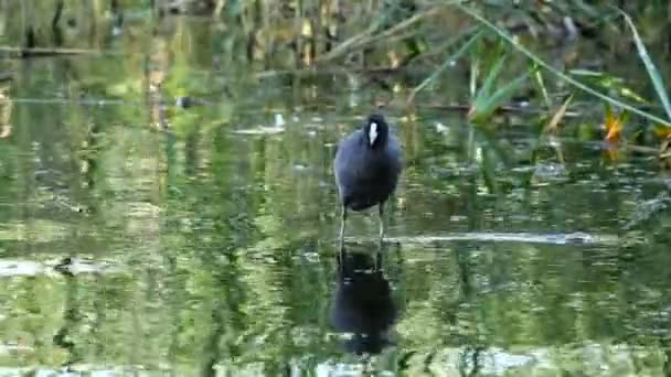 Coot in the water — Stock Video