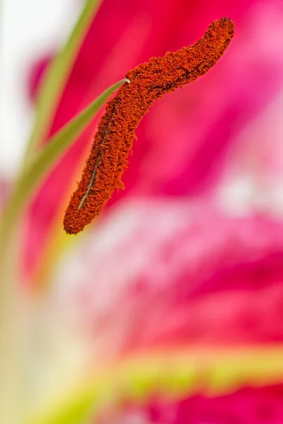 Flor — Foto de Stock