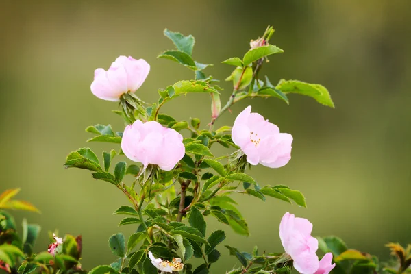 Rosa selvagem — Fotografia de Stock