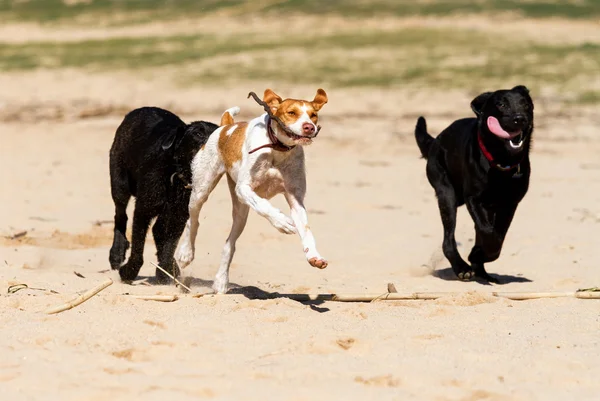 Hunde — Stockfoto