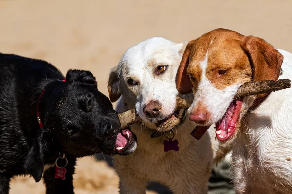 Perros — Foto de Stock