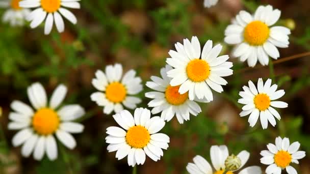 Fleurs sauvages 