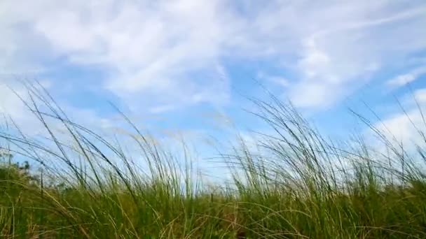 Hierba verde y cielo azul — Vídeos de Stock