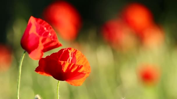 Poppy bloemen — Stockvideo