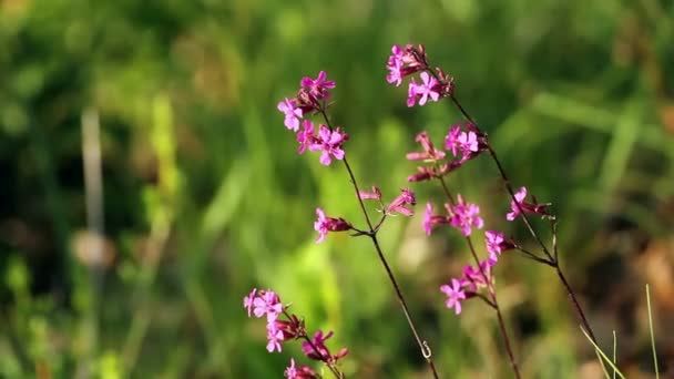 Klibbig catchfly — Stockvideo