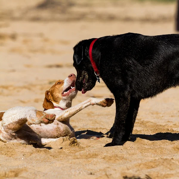 Köpekler — Stok fotoğraf