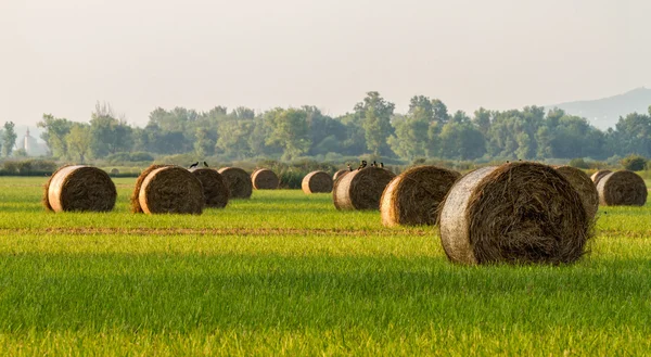 Bales — Stock Photo, Image