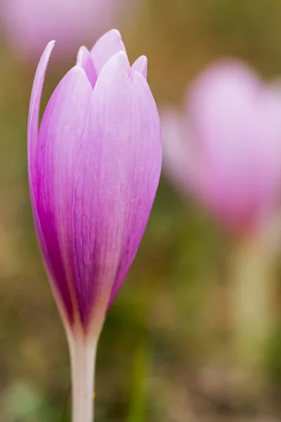 Flor salvaje — Foto de Stock