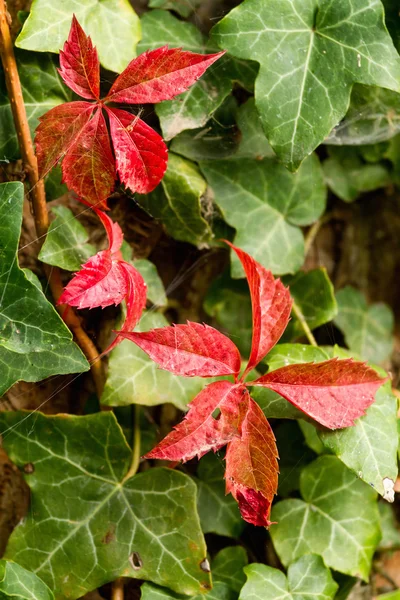 Common Ivy — Stock Photo, Image