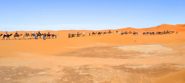 Camel caravan — Stock Photo, Image