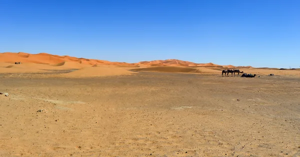 Dunas —  Fotos de Stock