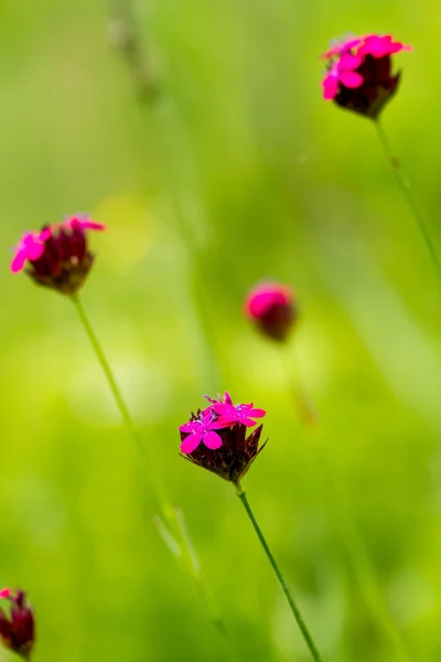 Wild flower — Stock Photo, Image