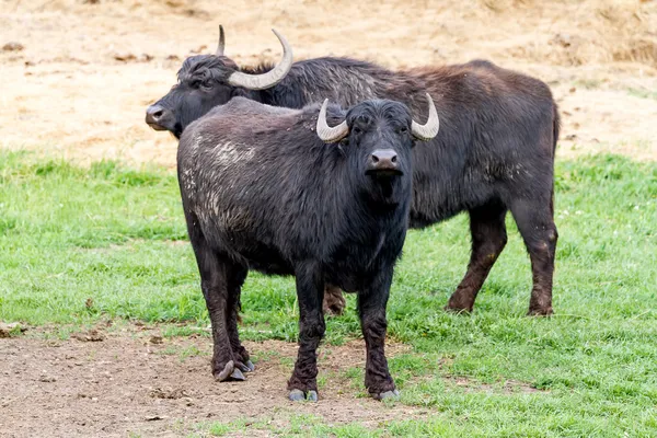 Büffel — Stockfoto