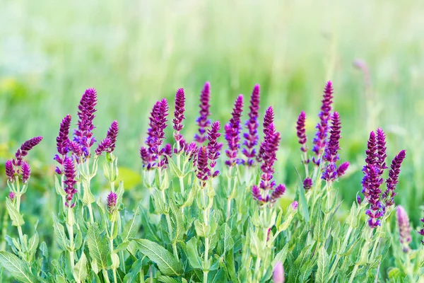 Meadow Clary — Stock Photo, Image