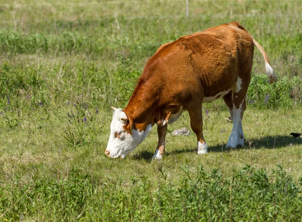 Hungarian cow — Stock Photo, Image