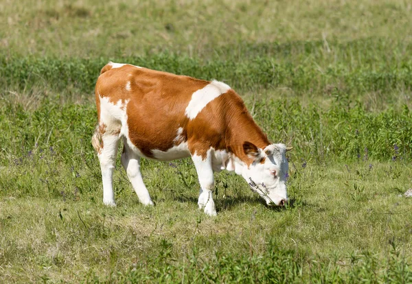 Maďarský kráva — Stock fotografie