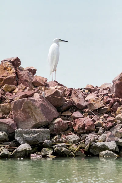 Μεγάλος egret — Φωτογραφία Αρχείου